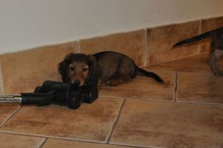 Jamnik d�ugow�osy